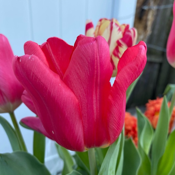 11/8 -6 am eastern Live Share Show!! - Picture 12 of 12